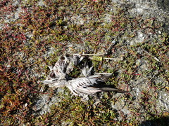 Phoenicopterus ruber