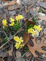 Lithospermum incisum