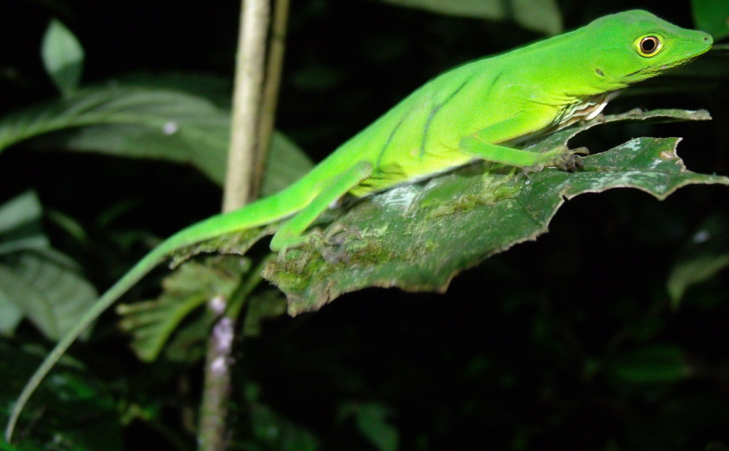 Ibanez' Giant Canopy Anole