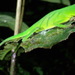 Ibanez's Anole - Photo (c) John G. Phillips, some rights reserved (CC BY-NC), uploaded by John G. Phillips