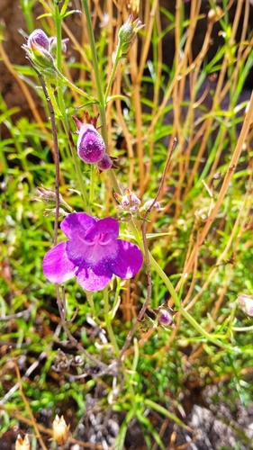 Penstemon amphorellae, photograph 5