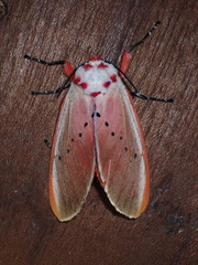 Trosia nigropunctigera