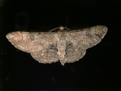 Iridopsis larvaria