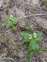 Valerianella