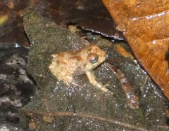 Craugastor megacephalus