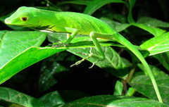 Anolis ibanezi