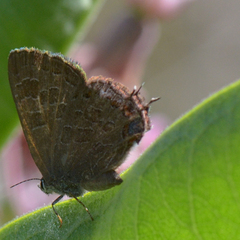 Satyrium liparops