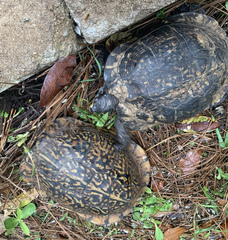 Terrapene carolina