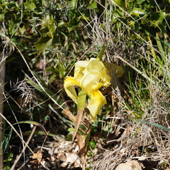 Iris lutescens