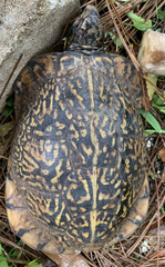 Terrapene carolina