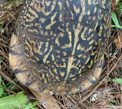 Terrapene carolina