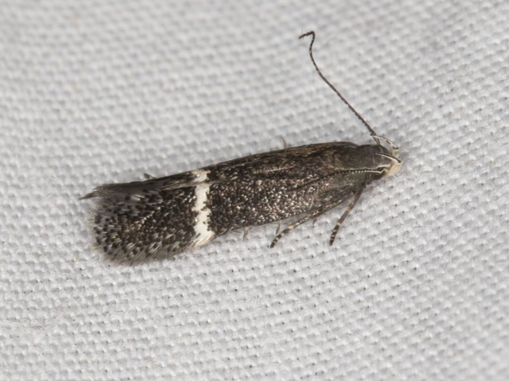 Aproaerema nigrella