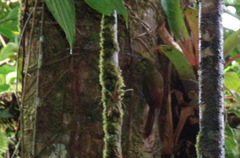 Image of Sittasomus griseicapillus