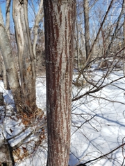 Acer pensylvanicum