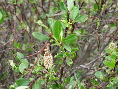 Salix planifolia