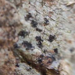 Arthonia radiata
