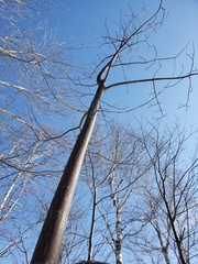 Acer pensylvanicum