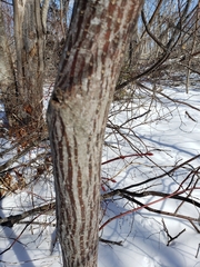 Acer pensylvanicum