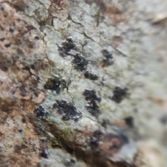 Arthonia radiata