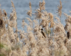 Acrocephalus arundinaceus