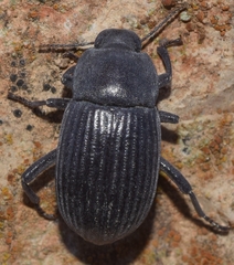 Phylan gibbulus