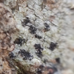 Arthonia radiata