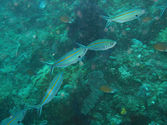 Caesio caerulaurea