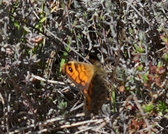 Lasiommata
