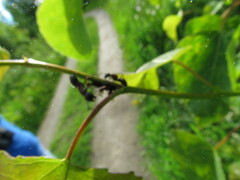 Camponotus novaeboracensis