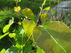 Camponotus novaeboracensis