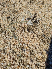 Muilla coronata
