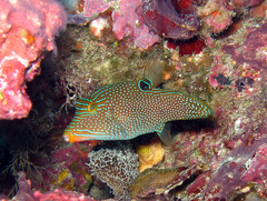Canthigaster papua