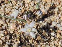 Muilla coronata