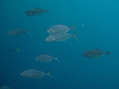 Craterognathus plagiotaenia