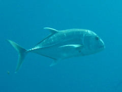 Caranx ignobilis