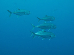 Caranx sexfasciatus