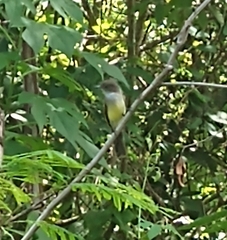 Myiarchus ferox