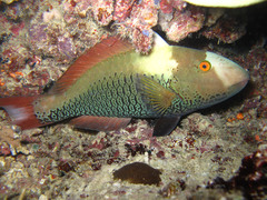 Cetoscarus ocellatus