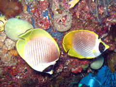 Chaetodon adiergastos