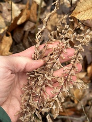 Adiantum pedatum