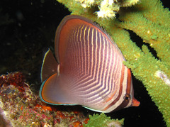 Chaetodon baronessa