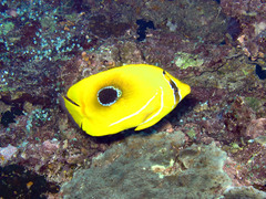Chaetodon bennetti