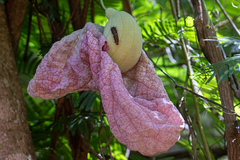 Aristolochia gigantea