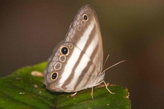 Pareuptychia hesionides