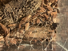 Hippotion celerio