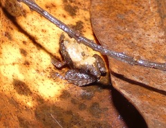 Eleutherodactylidae