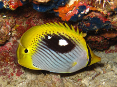 Chaetodon ocellicaudus