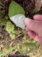 Pericallis aurita image