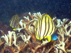 Chaetodon octofasciatus
