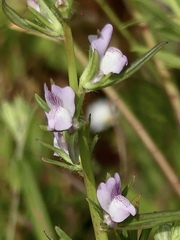 Misopates calycinum